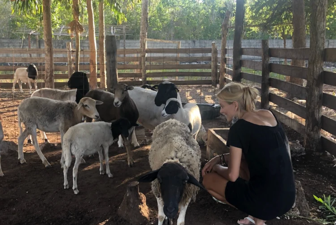 Feed animals at Rancho Verde Tulum
