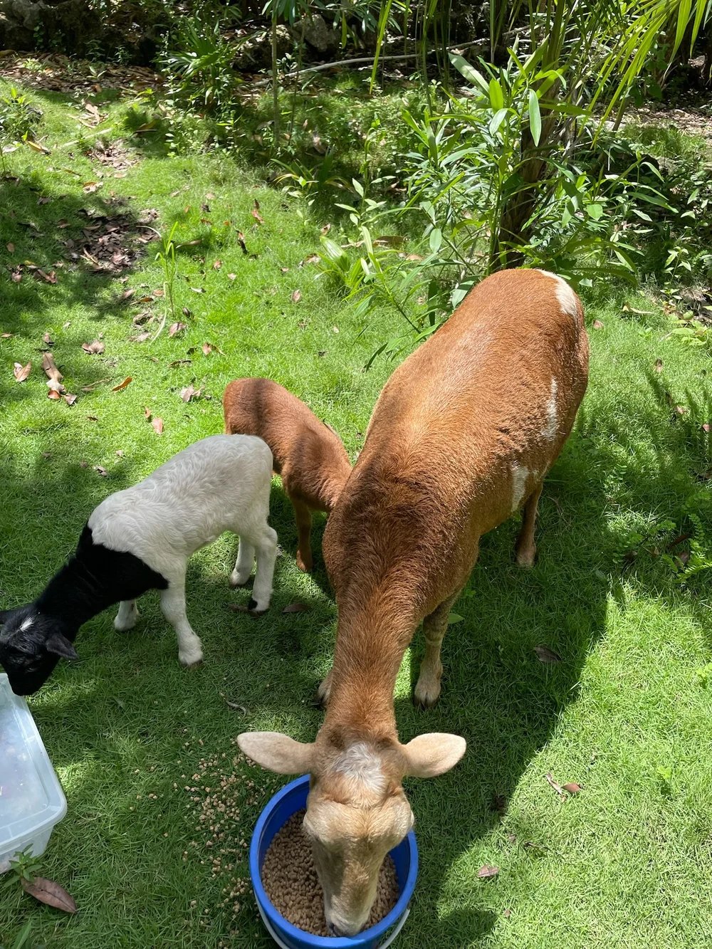 Rancho Verde Tulum — zero-waste eco sanctuary Airbnb Superhost and Guest Favorite