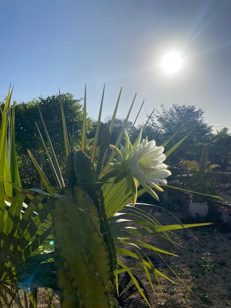 Rancho Verde Tulum — zero-waste eco sanctuary Airbnb Superhost and Guest Favorite