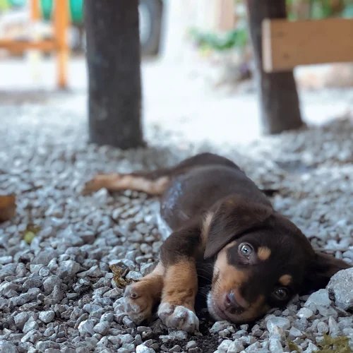 Liefs dog guest