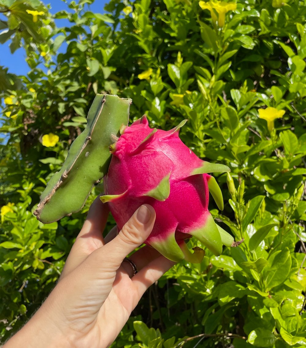 Rancho Verde Tulum — zero-waste eco sanctuary Airbnb Superhost and Guest Favorite